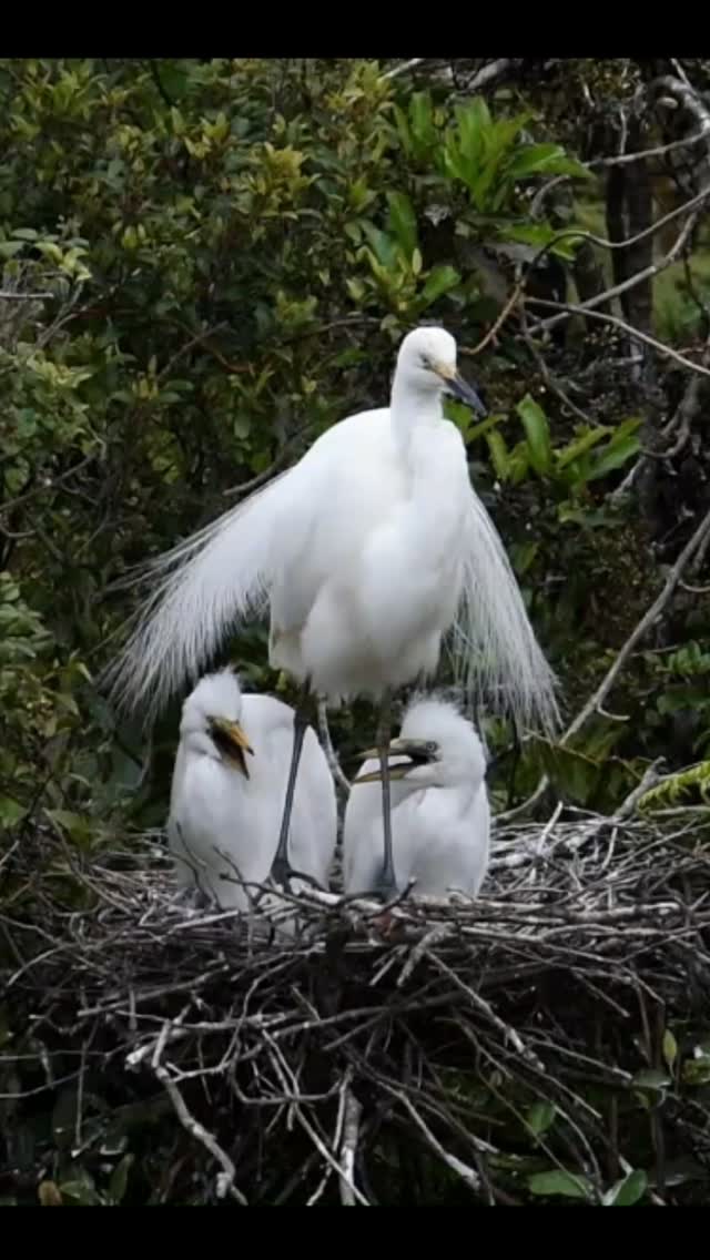 A devoted Kōtuku parent with the all important job of guarding its nest and two young 'ankle-biters' 🙂
Join us for front row viewing at New Zealand's only White Heron nesting site in the beautiful Waitangiroto Nature Reserve 🌿 www.whiteherontours.co.nz
#whiteherons #whiteherontour #whataroa #birdwatchingnz #waitangirotonaturereserve #birdsnz #nzbirds #franzjosef #glaciercountrynz #westcoastsouthisland