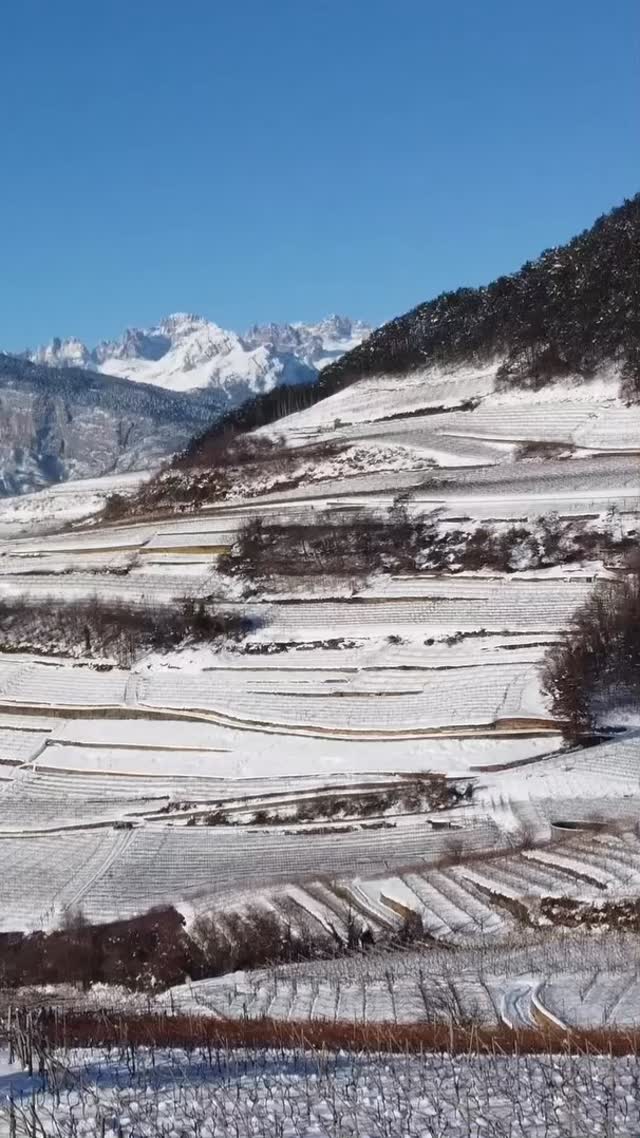 Vigneti su terrazze dolomitiche, esposizione perfetta e forti escursioni termiche: la Val di Cembra è un vero ambiente naturale di viticoltura eroica di precisione. Qui tutto è manuale, i suoli porfirici e calcarei e i microclimi influenzano ogni fase della vite, e la montagna non è solo scenario, ma un elemento agronomico che guida il nostro lavoro.
La nostra casa, in tutte e quattro le stagioni dell’anno.
@micdalll 📹