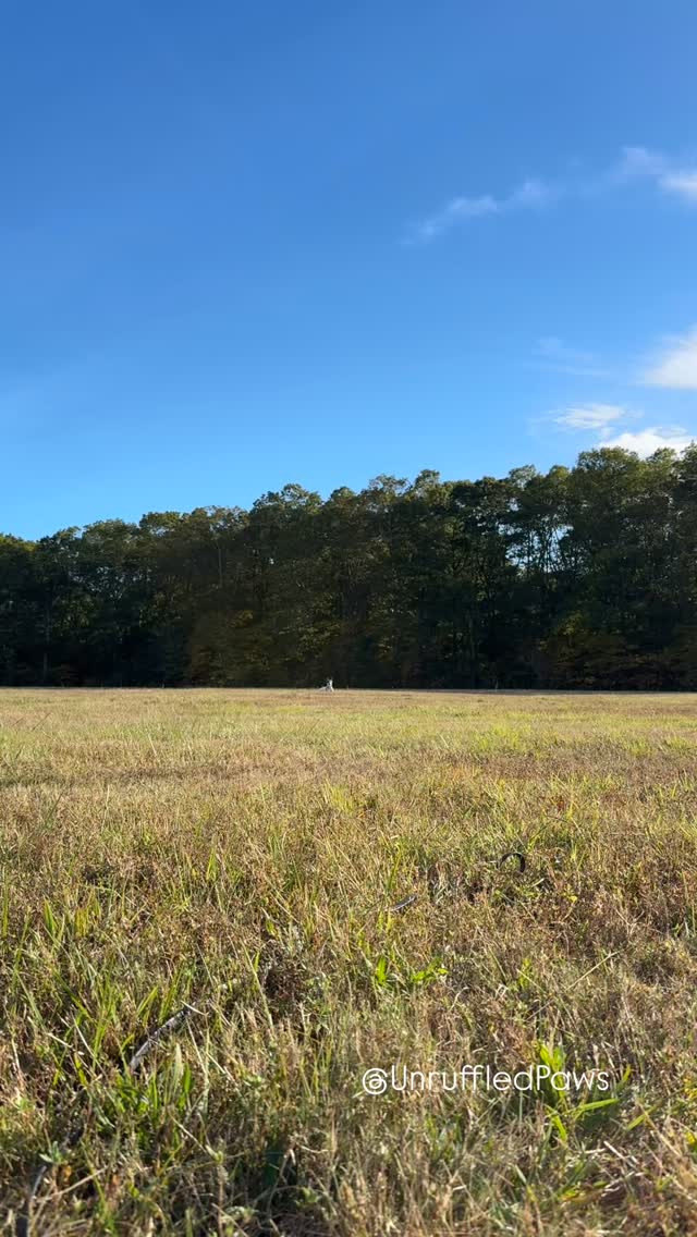 A little throwback to warmer days, leafy trees, and Bentley holding a down stay so far out you can barely spot him — then recalling back happy, confident, and fulfilled. 🌿🐾
With the cold setting in this week, this one feels extra appreciated. Distance, trust, and follow-through matter.
#UnruffledPaws #RecallTraining #ProofingDistance #GoodDog #TrainingThrowback