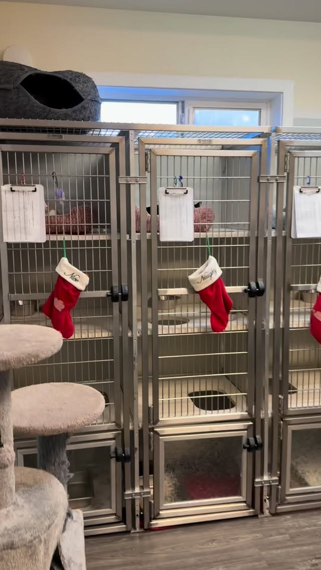 A full stocking means a full heart- for them and for us. Lots of stockings to fill! Stop by the Kodiak Animal Shelter today to fill a stocking before Santa comes! 🎅 🎁 ❄️
#kodiakanimalshelter #christmas #kodiakalaska