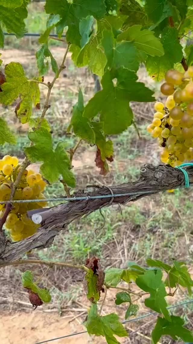 Ansonica #cantinadenci #capalbio #ansonica #vinonaturale #stefanodenci