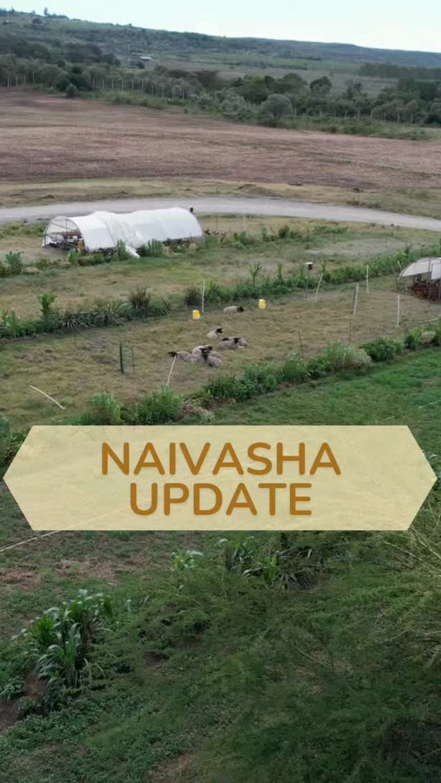 Harvesting has officially begun at our Naivasha Consultancy Project, now grown into a thriving outgrower partnership 🌾
Our first yields are in — beans and sweet corn — the early rewards of a system designed patiently from the ground up.
We’re now transitioning the tree lines into their next phase, replacing annuals with a dense Mediterranean-inspired understory of aromatics and herbs. This permanent layer will support teas, dehydrated herb blends, stock powders, and essential oils.
While perennial fodder establishes in the central troughs, we’re intercropping with summer annuals to keep the system productive, covered, and biologically active from day one.
Sheep and chickens are already integrated, with rotational grazing coming soon as pastures mature. Fruit trees are settling in too — with pomegranate and citrus expected to flower soon, and more to follow in the years ahead.
This is regeneration in action:
layered design, slow establishment, and many yields — now and into the future.
#RegenerateKenya #SyntropicAgroforestry #AgroforestryKenya #SoilHealth #BetterFoodSystems