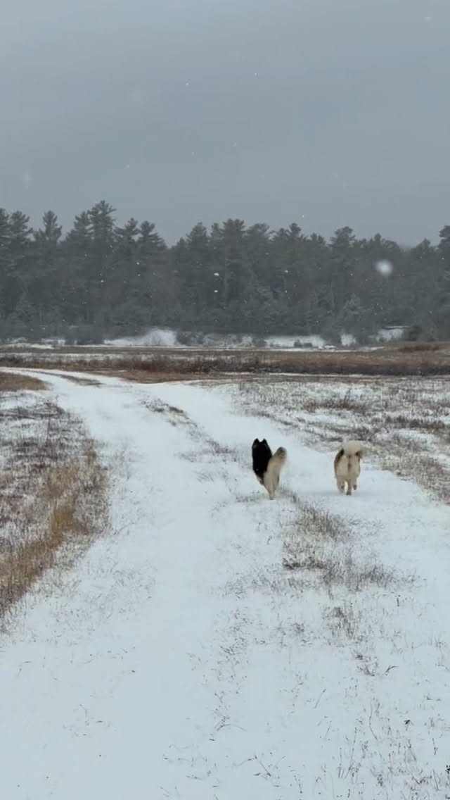 Can pomskies learn a solid recall?? Why yes they can!!!#foxfirearcticspitz#arcticspitz#pomski#pomskies#thepomsky#pomsky#minihusky#puppers#huskymix#pomskypuppies#pomskydog#dogstagram#huskypuppies#huskypups#pup#pups#dog#dogs#canine#snowday#whitemountains#gooddog#doglife#puppylife#farmlife#fluffydog#puppiesofinstagram#dogsofinstagram#instapup#instadog