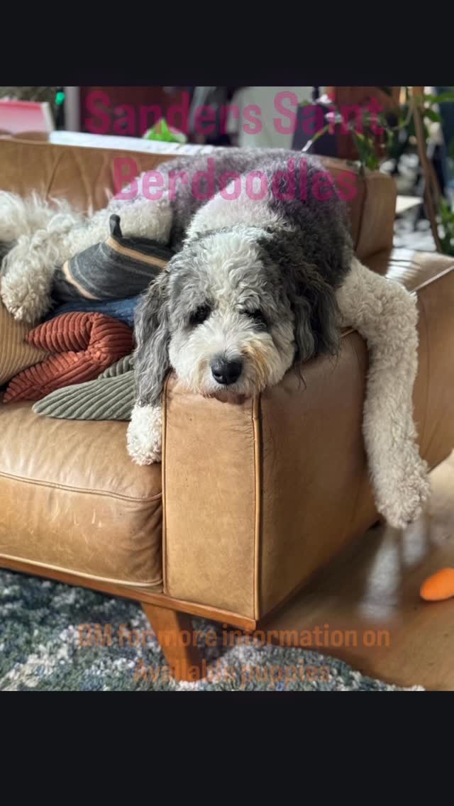 DM text or call 509.553.3878
.
#sanders_saint_berdoodle #puppies #dogsofinstagram #cute #foryou
