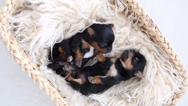 Little stretches 🩷 such precious girls
•
#yorkie #yorkiepuppies #yorkieofinstagram #dogs #doglove