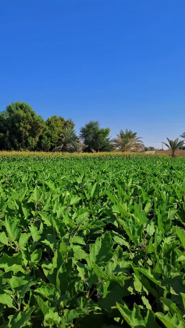 Whoaaah. Love love love.
Sometimes farming hits you with moments like this — where you stop, smile, and just appreciate what’s growing in front of you.
After all the prep, heat, and hard work, these little wins never get old. This is the part we fall in love with again and again.
Save this for a small dose of farm joy.
What’s something that made you say “whoaaah” this week? 👇