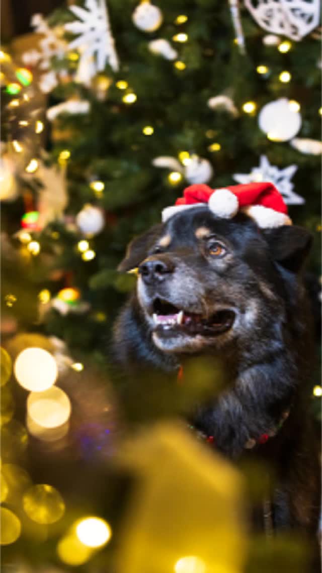 Confidence is: knowing that Santa is watching, and misbehaving anyway because you know he's still gonna bring you all kinds of goodies. ππ
Wishing a Merry Christmas to those who celebrate!
#NaughtyList #OChristmasTree #DogsBehavingBadly #AtLeastImStillCute