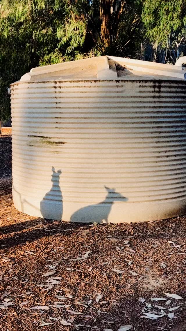 …when the older rescue roos come to visit us with their joeys, and just hang out on our side of the fence for a while. We love these special moments. Happy New Year everyone!