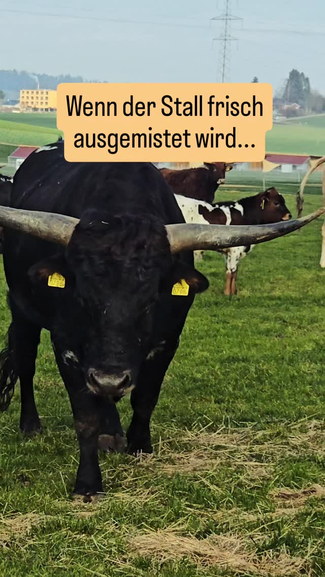 Noch einmal Freiheit tanken vor dem grossen Feuerwerk! 🐂✨
Eigentlich ist jetzt Stallzeit, aber für den Endspurt des Jahres durften unsere Texas Longhorns heute noch einmal die Weide geniessen. Während Patrick drinnen alles für ein gemütliches Silvester-Wochenende vorbereitet hat, haben unsere Longhorns draussen die Sonne genossen. ☀️🌾
Wir verabschieden uns für dieses Jahr und wünschen euch allen einen krachenden Start in ein gesundes, glückliches und zufriedenes neues Jahr! 🎇🥂
Eure Familie Huwiler & die Longhorns aus Sins
#neujahrswünsche #texaslonghorns #sonnegenießen☀️ #schweizerbauer1 #mutterkuhschweiz