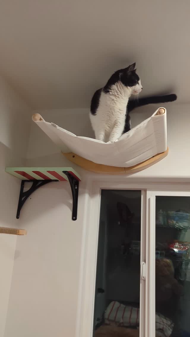 Spent the day building cat hammocks, hang-outs and walkways in our laundry room, which happens to be the favorite place for all of our kitten.
