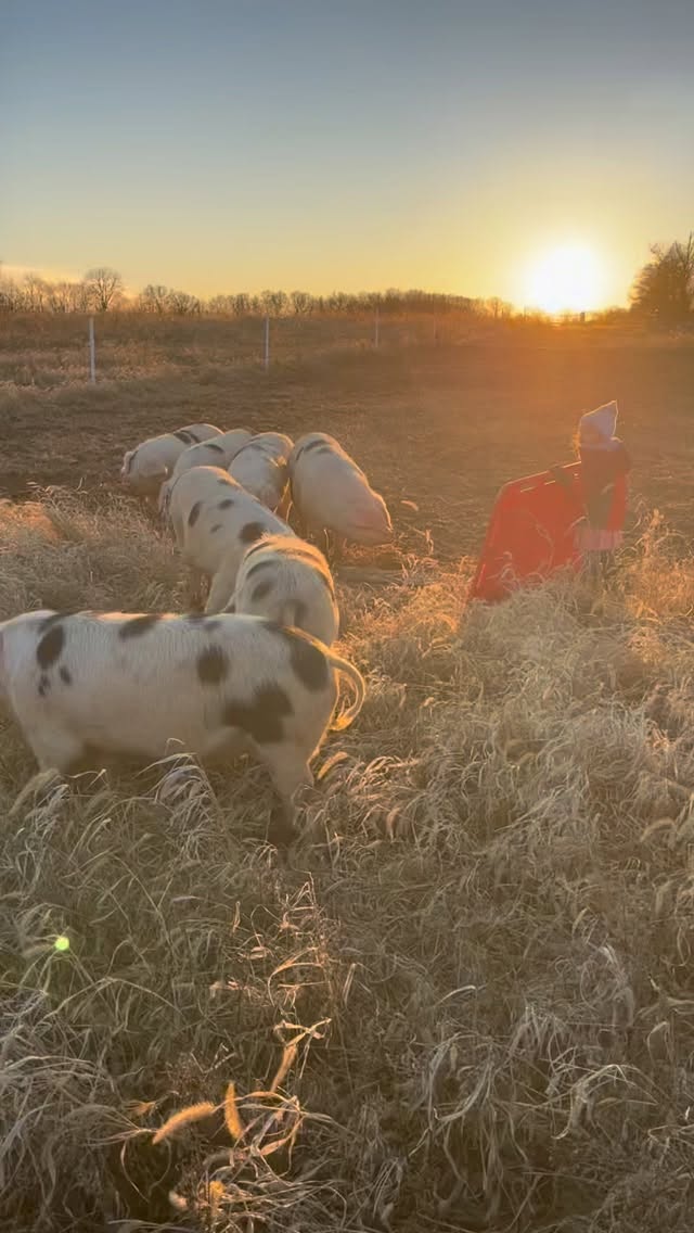 Last pig move of the winter! Pigs will go to the butcher soon and we have a few available for half or whole hog purchase.
https://www.tasteandseefarmco.com/product-page/2024-bulk-pork-pre-order