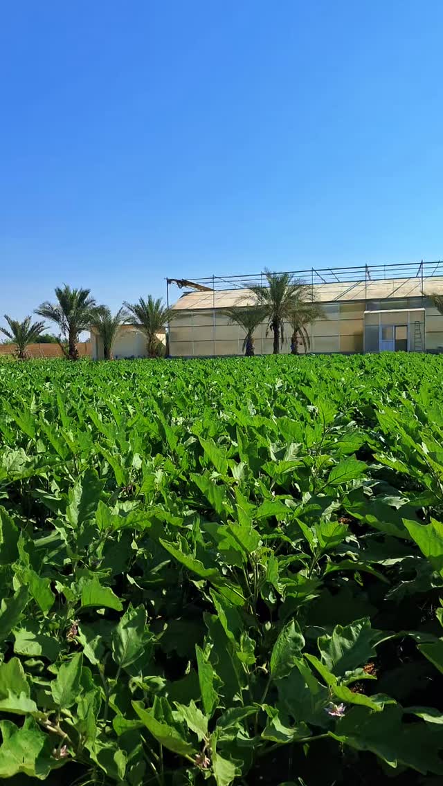 Just some scenes from the farm these days. 🌱
Nothing fancy — just the rhythm of farm life as it unfolds.