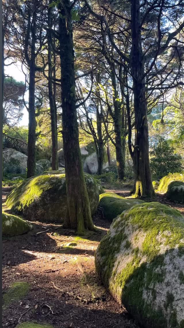 Trocámos as paredes do estúdio pelo ar puro da serra: e não podíamos tido melhor! Sintra presenteou-nos com momentos de pura conexão. Entre trilhos mágicos e alguns enganos pelo caminho para aguçar a aventura, caminhámos por cenários dignos de um conto. Tivemos a sorte de ter o sol do nosso lado e houve tempo para tudo: conversas, silêncios e o conforto único de um chá e chocolate quente no meio da natureza.
Um agradecimento especial ao Carlos Montoya por nos guiar nesta caminhada e a todos que tornaram esta manhã inesquecível. Se não vieste desta vez, esperamos por ti na próxima aventura!
Trading the studio walls for the fresh mountain air: we couldn’t have asked for more! Sintra gifted us with moments of pure connection. Between magical trails and a few wrong turns to spice up the adventure, we hiked through landscapes straight out of a fairy tale. We were lucky to have the sun on our side, and there was time for everything: shared conversations, meaningful silences, and the unique comfort of hot tea and chocolate in the heart of nature.
A special thank you to Carlos Montoya for guiding us on this hike, and to everyone who made this morning unforgettable. If you missed it this time, we hope to see you on our next adventure!
#yogaparede #yogacascais #walks #sintra
@caom.yoga