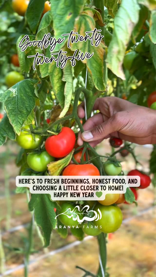 A new year, rooted in simple choices 🌱 Fresh beginnings, honest food, and eating a little closer to home - that’s what we’re carrying into this year.
Thank you for supporting local farmers, seasonal produce, and food that’s grown with care. Here’s to another year of growing, learning, and nourishing our community 💚
#localfarmer #organicfarming #uae❤️