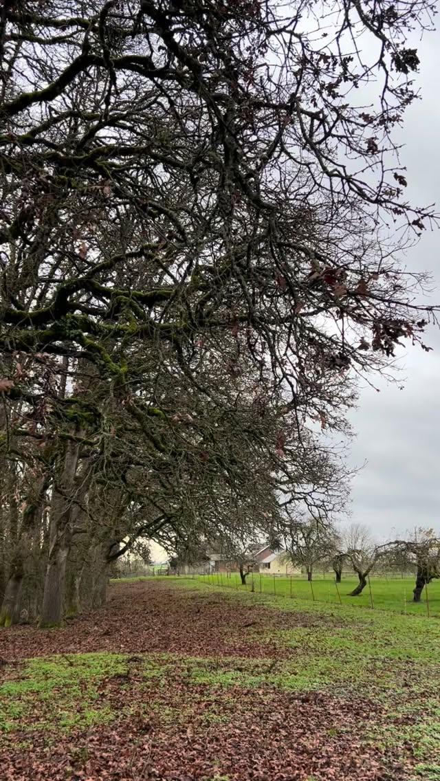It might be blustery winter weather outside, but we are hard at work inside here at Cascade Feed to keep that production line rolling! 💪🏼
Keep an eye peeled for our newest addition of horse feed coming to a Coastal store near you. 🐎
#localbusiness #oregonag #farmandranch #familybusiness #pnwcattle #smallbusiness #cattlefeed