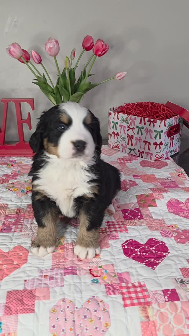 Sweet little Rubble getting his picture taken! He likes to be one of the 1st guys to the gate and is a little more active than some of the others! He loves to snuggle and makes the cutest little grunts! 🥰
#bernesepuppy #berner #puppylove #puppylife #puppylove