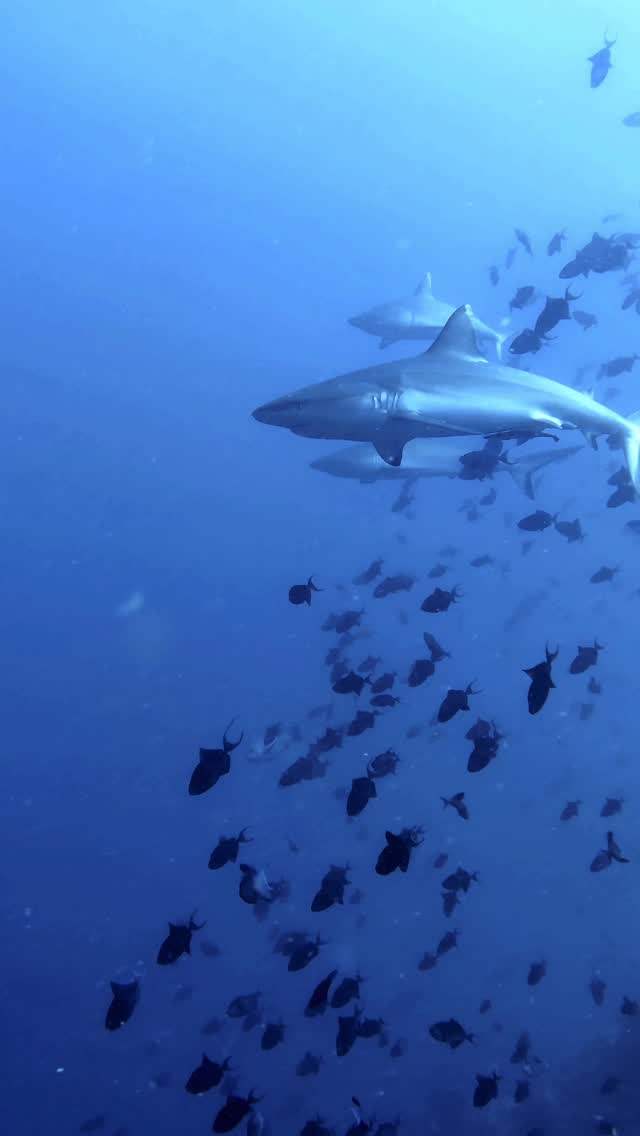 Not fear, but reverence - every encounter is a privilege in these underwater sanctuaries
.
Maldives magic... where the currents bring you face to face with the ocean's legends!
#blueplanet #underwaterlove #scubadiving #maldives #sharks