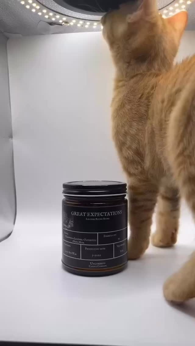 Cruelty free 🐈 (and animal approved) soy candles.
Made without additives or dyes, making them a good option for people that are smell sensitive. But did you know they’re also safer for pets when compared to air fresheners or diffusers? These methods create oil droplets that can land on your pets skin, or end up on their paws if they walk through remnants on the floor. If you currently are a frequent user of air fresheners or diffusers, you may want to switch to soy, coconut, or beeswax candles. Your animals will thank you 💞 #soycandles #smallbusiness #crueltyfree