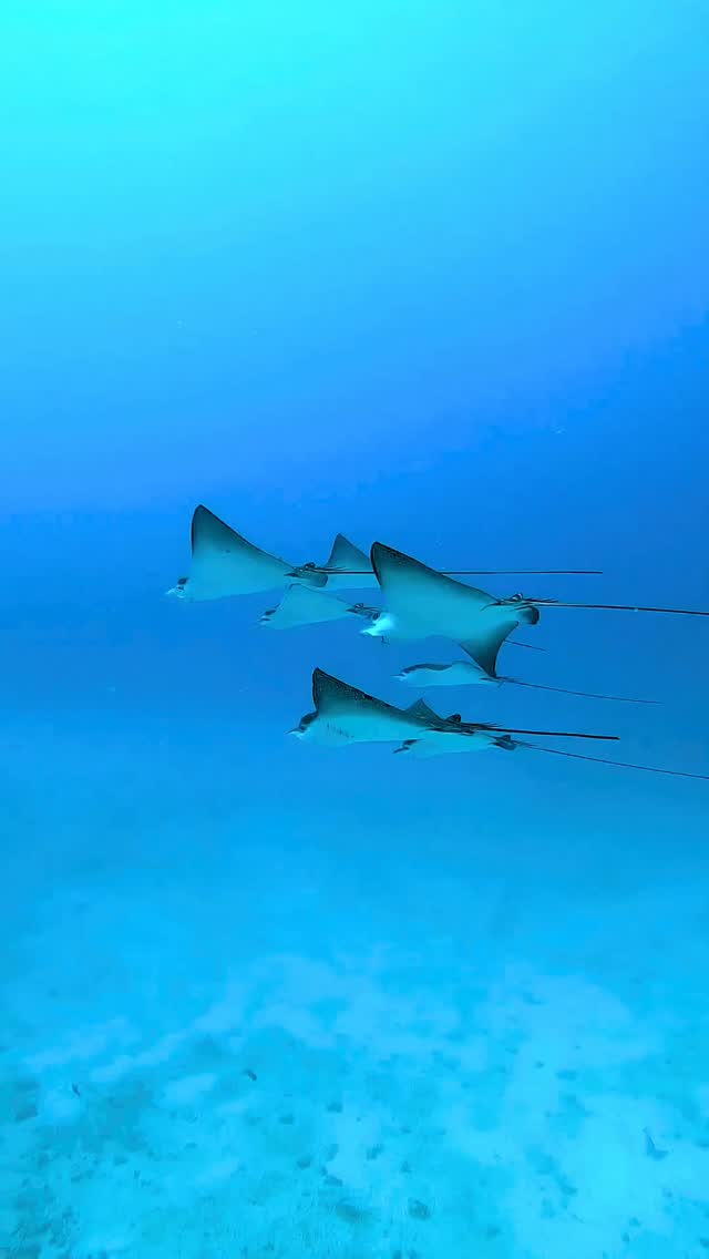 Eagle rays glide like underwater kites, nature's own Sankranti dance