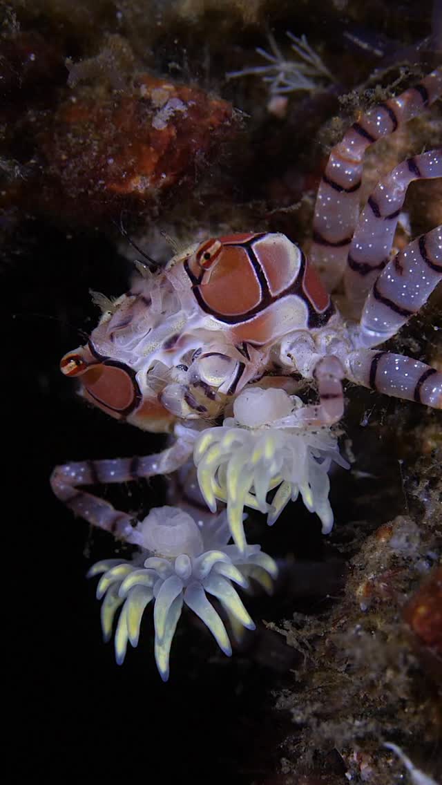 🦀 Pompom Crab (Genus Lybia)
This tiny, colorful marine crustacean is famous for its symbiotic behavior. It carries a small, living sea anemone in each claw, making them look like pom-poms or boxing gloves. The crab uses these stinging “gloves” for defense and to help collect food. This unique partnership is the source of its common names, like “boxer crab.”
Filmed by Marcelo Johan Ogata #bugDreamer
#underwater #macroworld #naturephotography #pompoms