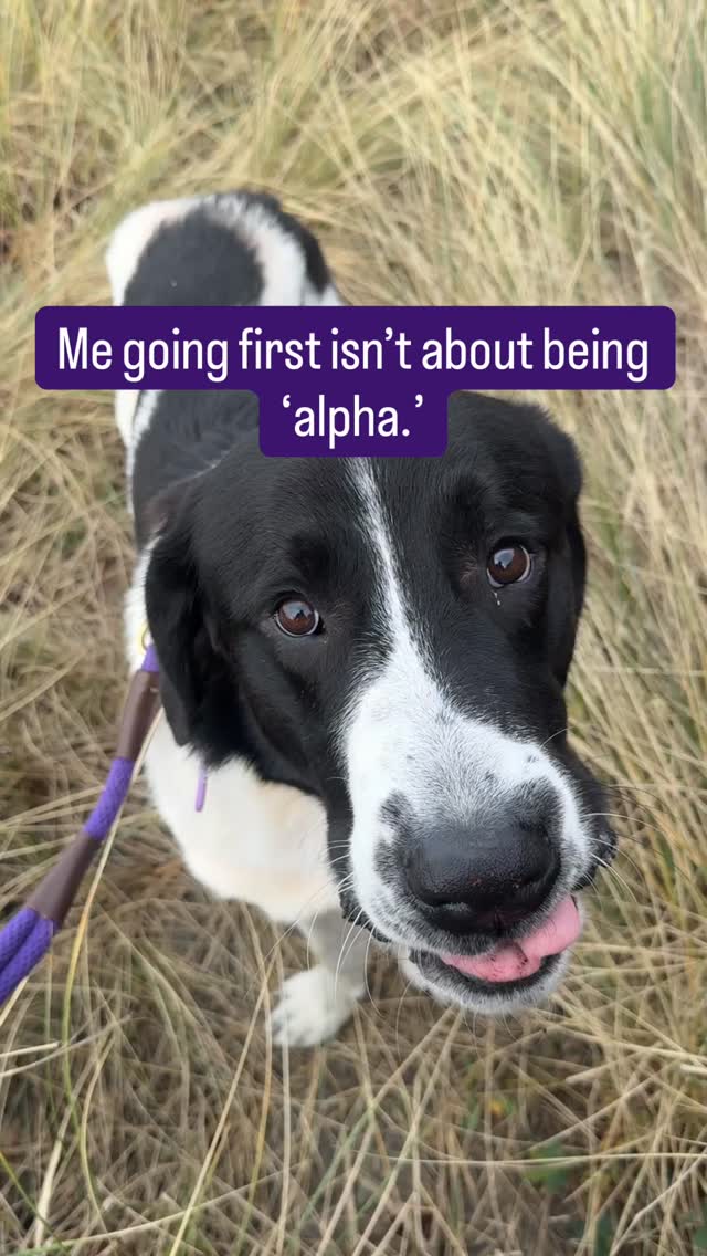 Teaching dogs to wait at thresholds isn’t about being “alpha.” 🐾
I often have my dogs go through doors, tight spaces, or obstacles after me — not for dominance or ego, but for safety. In this moment, I had Phantom wait so I could safely climb over debris without risking either of us getting hurt. He’s a big dog, still young and impulsive, and a moment of over-enthusiasm could easily cause an accident.
I ask my dogs to wait when exiting the house, the car, or moving through tight spaces so I can check what’s ahead. This isn’t about dominance — it’s about awareness, safety, and making good decisions in real life.
Do I always go first? No.
If I know an area is safe — like our backyard — I don’t micromanage it ***with dogs who have earned that freedom. For example: Echo can go straight outside; Phantom must first offer calm behavior. Dogs who struggle with impulse control need more structure to help them make good choices. Freedom is earned. Trust is earned. Context matters.
✨ Quick tips for teaching wait / threshold boundaries:
• Start on leash to prevent rushing or bolting
• Ask for calm behavior (like sit) before opening the door
• Open the door slightly and close it if your dog breaks position
• Place yourself between your dog and the exit as an added barrier
• Use a clear release cue so waiting doesn’t feel confusing
• Practice in low-distraction areas before adding excitement
• If the front door is too hard, start with a bedroom door
• Practice often — every threshold is an opportunity
Threshold boundaries aren’t about power. It’s about creating calm, preventing accidents, and setting your dog up to succeed in whatever comes next.
The goal is safety, clarity, and real-life reliability. Not an ego boost.
#dogtraining #dogbehavior #realworldtraining #salemoregondogtrainer #trainingmatters