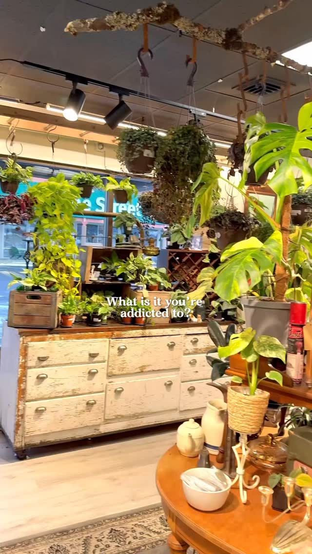 I like my plants thriving and my furniture older than me.
If it’s green or tells a story, it’s coming home.” 🌿🪑
#VintageLife #PlantPeople #BohemianVibes #CuratedHome #ThriftedDecor HomeInspo