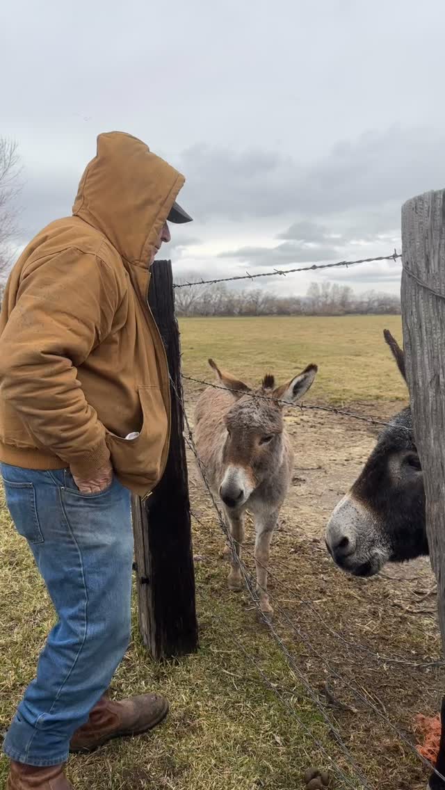 We are dying to bring these ladies to our farm! We need some good names for these senior jennys. Also send me you best new donkey owner wisdom!