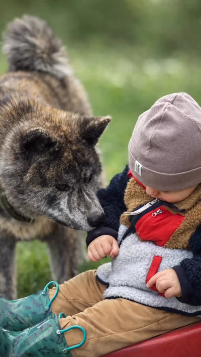 REPRODUKTOR | KRYCIE — Akita (pręgowany)
#TAKESHI Hachiko Shibuya 🐕
Młody, utytułowany multichampion ZKwP w mocnym typie rasy: harmonijny, świetnie upigmentowany, stabilny charakter.
HD A, ED 0/0, oczy czyste, panel DNA czysty
🏆 Grand Champion (Czarnogóra, Kosowo) | Bałkan Champion | Champion (Macedonia,Kosowo, Czarnogóra) | Mł. Ch. PL | 2× nominacja Crufts.
📍 Iwierzyce | Rzeszów | Podkarpackie
Rodowód: https://www.akitapedigree.com//details.php?id=118773
📩 Warunki i terminy: wiadomość priv.
www.hodowlaakit.com
#akita #psy #akitainu #zkwp