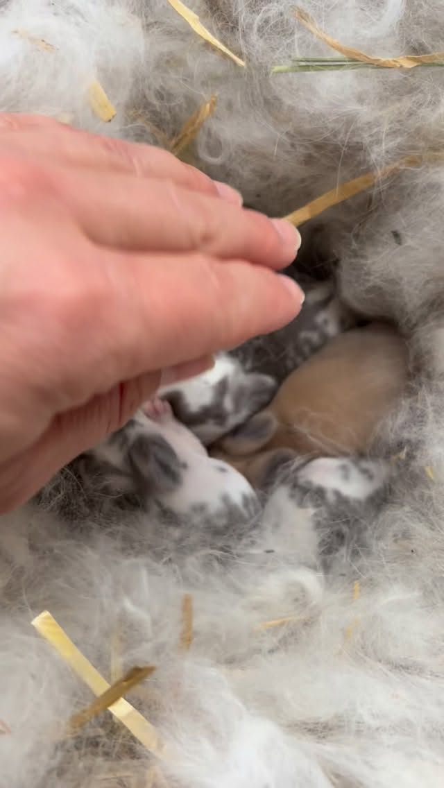 Little bunnies growing into big love 💕