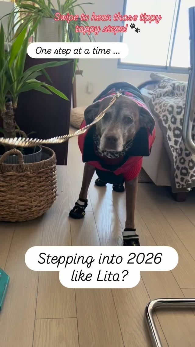 Anyone else stepping into this year like Lita? 🐾
💫 Whether you’re gliding your way into the year with the elegance of a swan or taking each day step by step, like Lita, I have a series of programs available to support launching your journey this year! 🚀
✨Envision your 2026 With Clarity & Connection - whether you attend personally or invite me to support your team.
💫 She Thrive 2026
✨ Unleashing Your Entrepreneurial S.O.U.L.
💫 2026 Kick Start Values & Alignment Session
✨ Crossing Continents with Confidence - Transatlantic Coaching Program
💫 1:1 - Customizable Coaching programs
All of my programs are available for individuals investing in themselves and for organizations and Leaders investing in their people.
Here’s what some of the participants of “She Thrives 2025!” had to say about their experience:
“The best decision of 2025 was signing up to participate in She Thrives group coaching.”
“Anna's supportive yet direct coaching style helped me move from ideas to confident actions and I am excited to see my next chapter of my professional life unfold. I would definitely recommend this experience to other women who want to thrive in 2026.”
“Anna’s She Thrives ’25 was the hidden gem of 2025… I wholeheartedly recommend working with Anna to anyone on the edge of meaningful change - even if what comes next isn’t fully clear yet. Her training, deep insightful listening, intuition, and talent for drawing connections will help you clarify what matters to YOU and the esteem to chart an actionable path forward.”
To learn about these programs and more services I offer, please send me a DM or comment 2026 below!
If you know someone else who may be interested to learn more too - please tag them or share this post!