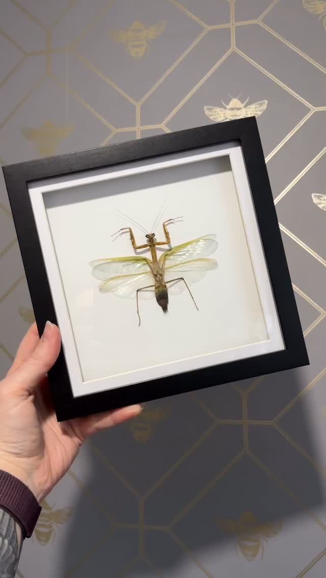 Little video of the first completed commissions of 2026 💕. Love the how the final one on the cork bark turned out. This may become a standard option in the future but will only work for the two largest frames.
#naturalhistory #entomologyart #entomology #taxidermy #natureart