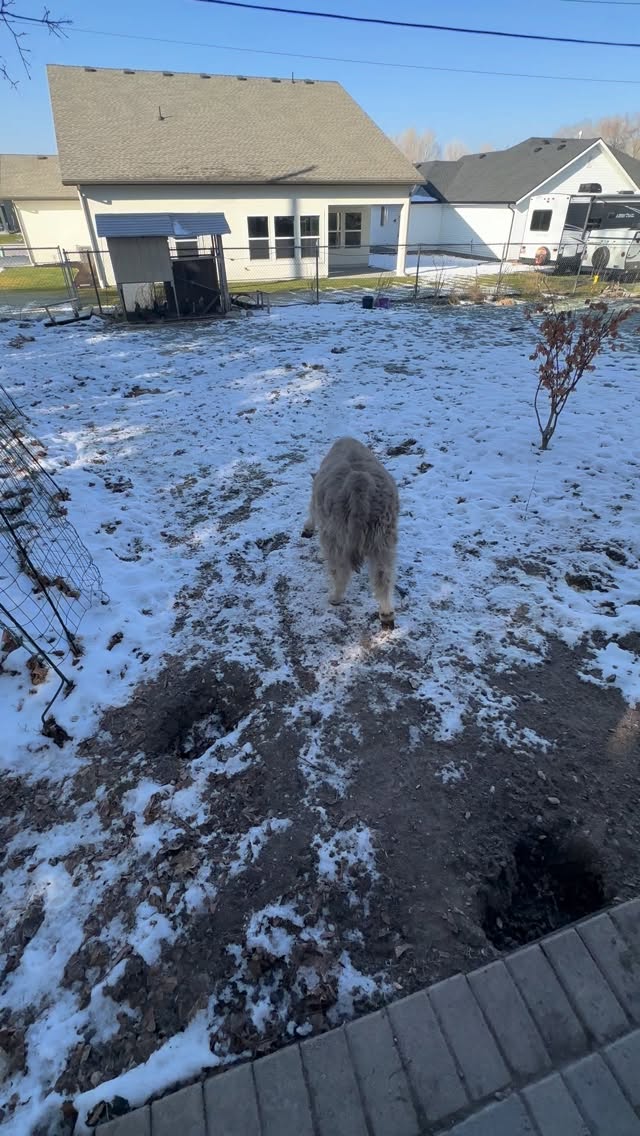 Ralphie has the yard zoomies! #minihighland #minicows #minicow #rockymountainreindeerfarm #minicowsofinstagram