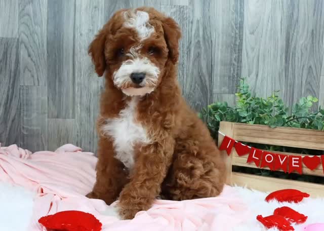 Meet Ava! She is the sweetest 11 week old golden doodle girl! She is completely house trained, and crate trained 🧡 #goldendoodlelove ➡️ https://www.pawprintcompanions.com/product-page/ava-mini-golden-doodle