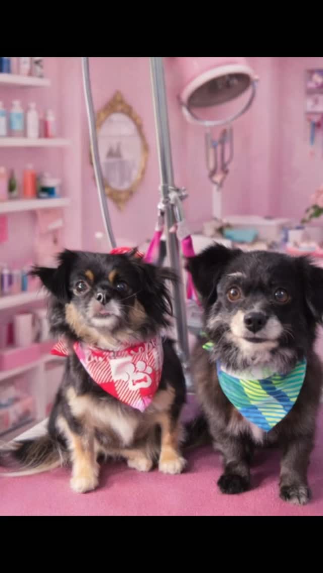 🥰❤️🐶