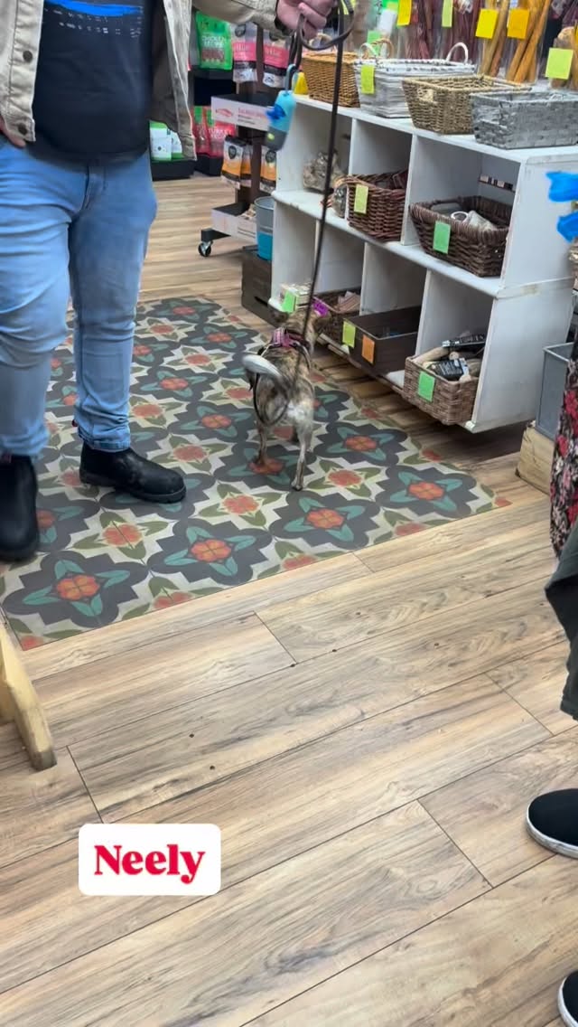 Neely! He loves to dance ๐บ๐ for treats. We LOVE your moves little ๐ girl. ๐๐พ
#pawspups #wilddancefortreats #dogsofsonomacounty