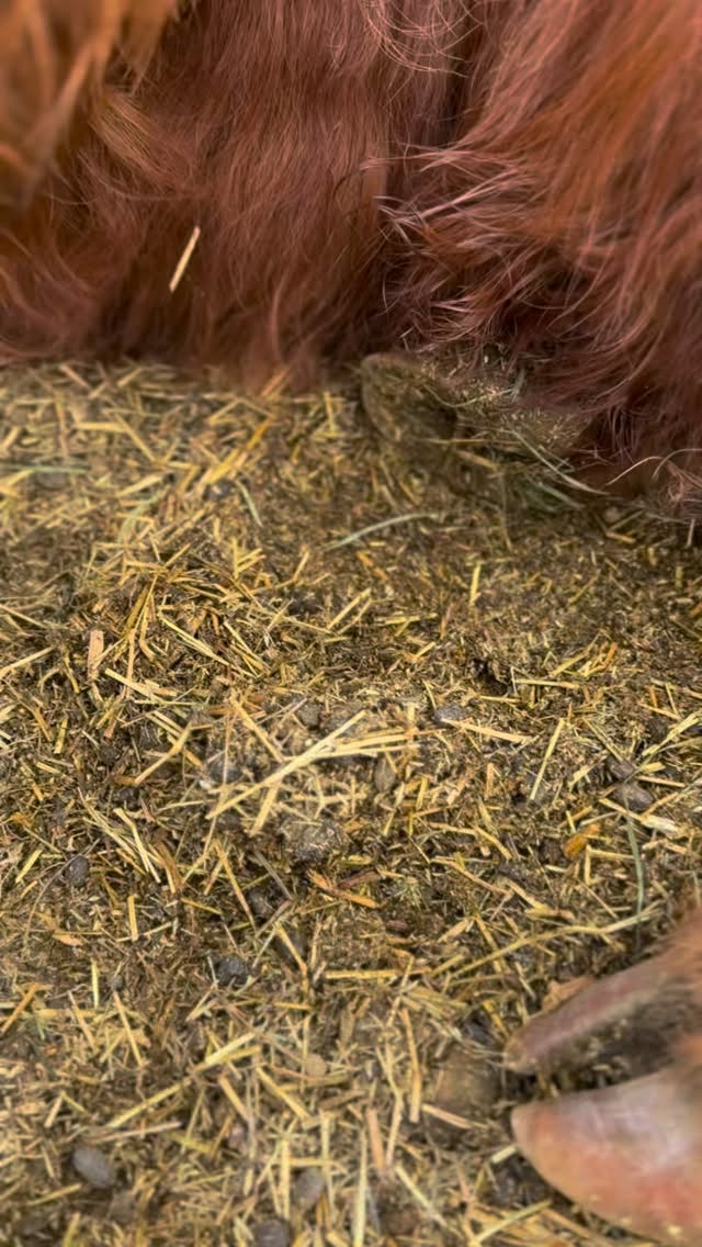 Meet Rusty. Isn’t he handsome? Our birth dates are 3 days apart. He was born here 1 year ago! Happy birthday handsome, loving the hair.
#highlandcow #fluffycows #cowsofinstagram #farmher #farmlife