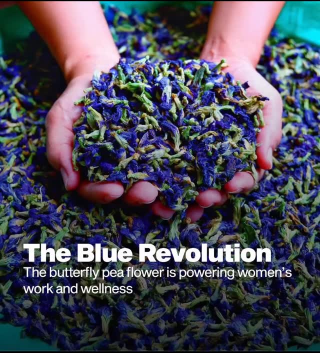 A flower that calms the mind and colours your cup 💙
Butterfly Pea Flower — traditionally used to support brain health, stress relief & glowing skin.
Sip the blue. Feel the balance.
#HerbalTea #AyurvedicLiving #SattvicEssence
Buy Now on : Amazon & Flipkart