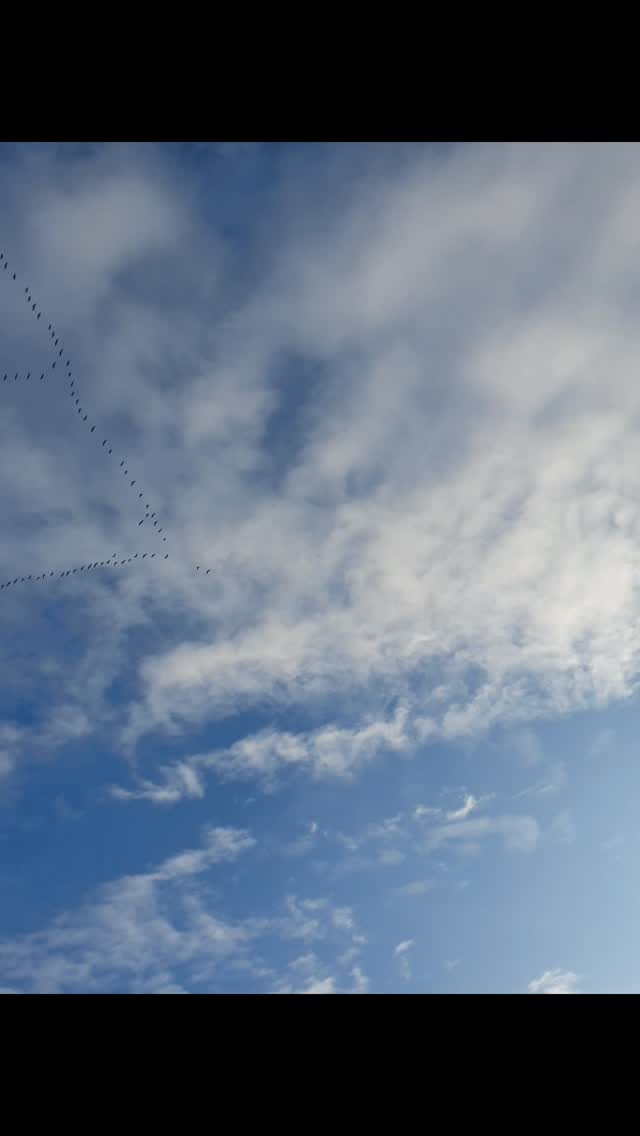 Geese in flight, what a wonderful sight
