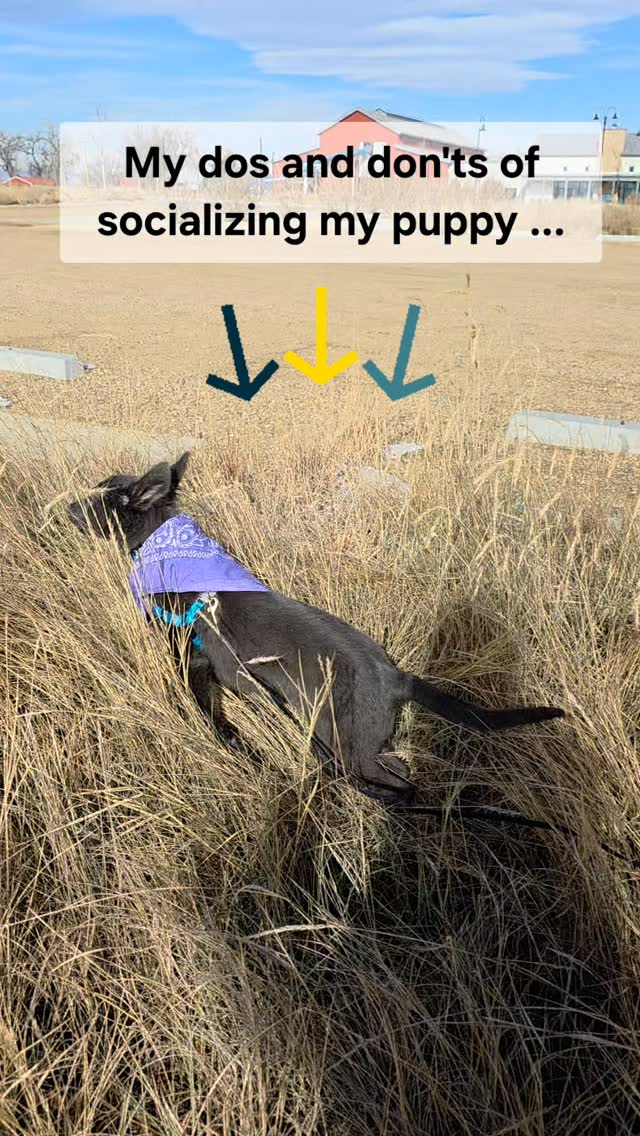 🐶 **Do’s & Don’ts of Puppy Socialization**
Socialization isn’t about *meeting everyone* or *doing all the things*.
It’s about teaching puppies how to feel **safe, confident, and capable** in the world around them.
**Here’s what that actually looks like 👇**
✔️ **DO** prevent unknown dogs from approaching your puppy on leash
✔️ **DO** let your puppy observe the world — people, kids, bikes, trains, playgrounds — without pressure
❌ **DON’T** pester your puppy into interactions just because they’re “supposed to socialize”
✔️ **DO** allow some greetings with people **only when your puppy appears comfortable**
✔️ **DO** let people feed treats during introductions
❌ **DON’T** worry about offending someone by saying “no thank you”
✔️ **DO** teach your puppy that paying attention to you (on & off leash) pays off BIG
✔️ **DO** start manners and loose leash walking skills early
✔️ **DO** encourage appropriate off-leash play with well-matched dogs
✔️ **DO** create positive exposure to novel situations, flooring, and substrates
Good socialization is about **choice, safety, and positive associations** — not overwhelm.
Slow is smooth. Smooth is fast. 🐾