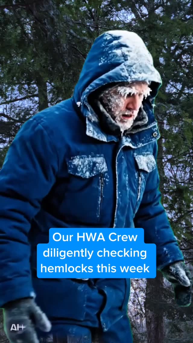 Our winter HWA crews are tough!
But in all seriousness. this week is bitter cold and we are definitely picking our 'warmest' days for surveys. Wind chills are predicted to be in the -40s by the end of the week! 🥶
So we'll be staying warm with some office work then, and hopefully this cold helps keep Hemlock Woolly Adelgid from establishing in the U.P.!
#invasivespecies #cold #winter #forest #upperpeninsulamichigan