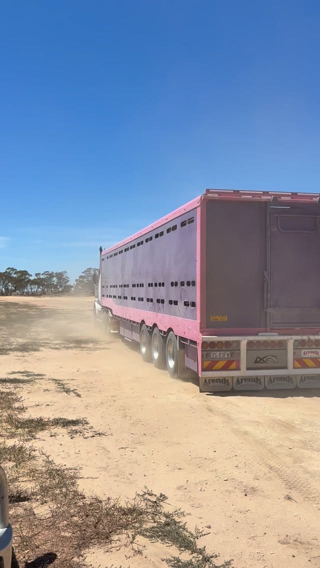 Second load of sale bulls are on their way to Willalooka, ready to get settled before our field day on Monday 9th February and sale on Monday 16th February.
Big thanks to Gary from Atlantean Cartage for getting them there safely!
