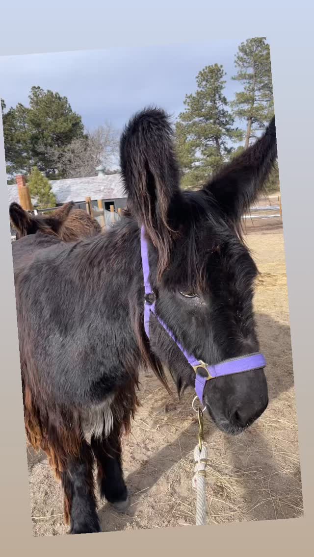 Not your ordinary donkey
#poitoudonkeys #frenchpoitou #ranchlife #baudetdupoitou #heritagebreed