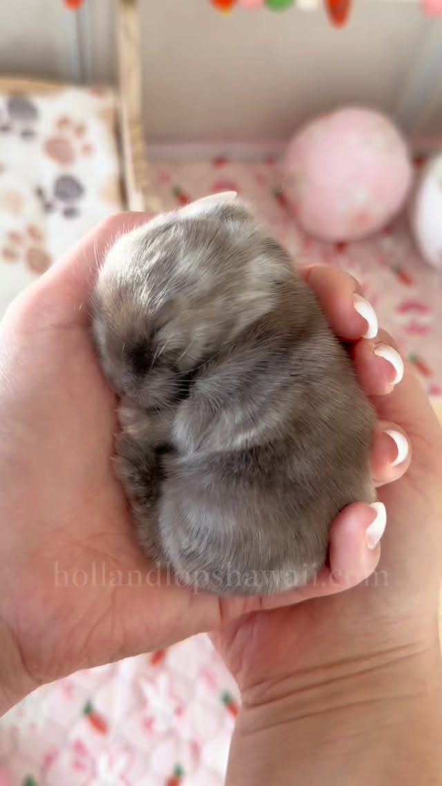 Hand-raised in our home from the beginning🐣
Visit our website www.hollandlopshawaii.com for more info🤍
#hollandlop #hawaii #oahu #luckywelivehawaii #hollandlopbreeder