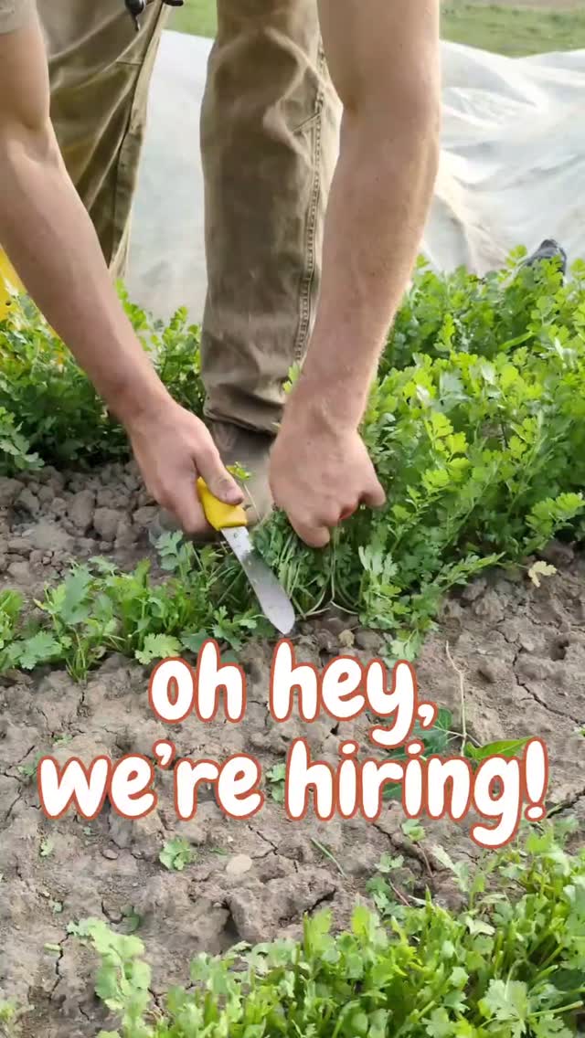 Help us have the best season yet! We're hiring for full-time positions on our seasonal crew.
We love folks who are:
🌶️ Focused, fast, and strong
🌶️ Friendly and reliable
🌶️ Love working outdoors
Find more details at threecreeksproduce.com/join-our-team (🔗 in bio)