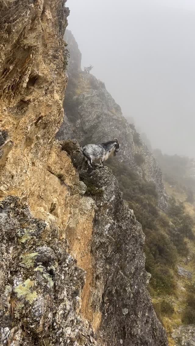 Up high in goat country 🐐 #goat #southislandhuntingnz #huntingseason #goathunting #outdoors