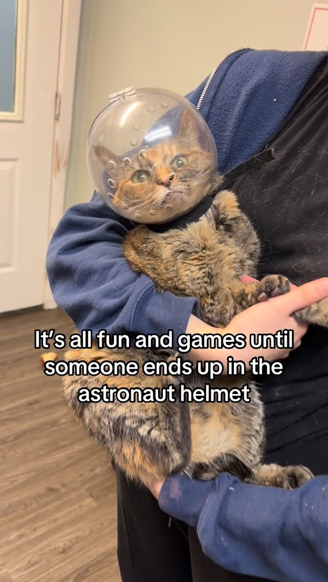 Astronaut helmet to the rescue
#cats #meow #kodiakanimalshelter #foryou #catlife