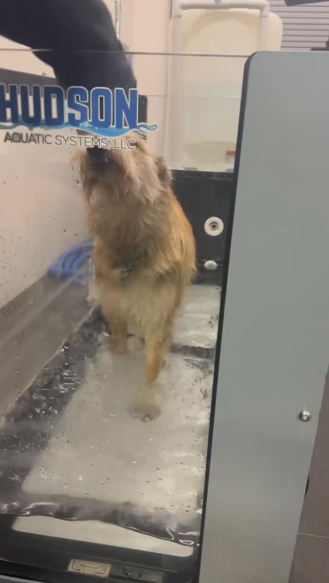First-timers welcome! Pim, a Berger Picard, is taking her first steps on our underwater treadmill and she’s already making waves!
Water therapy is a low-impact, high-benefit way to build strength, improve mobility, and boost confidence. Pim may have started a little wobbly (and backwards 😄), but with each step she’s learning balance and body awareness.
Whether your dog is recovering from injury, working on fitness, or just starting out, our hydrotherapy program can help. Curious if it’s right for your pup? Give us a call or visit our website to learn more!
📍 Cascade Pet Camp | Hood River, OR
📲 (541) 354-2267
🔗 www.CascadePetCamp.com