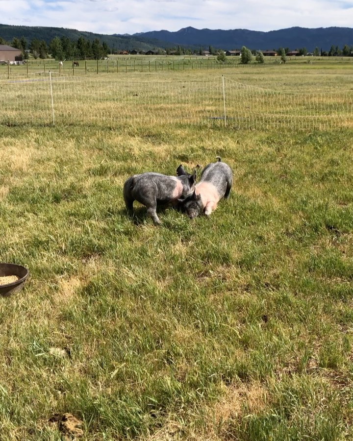 Moved the pigs to a bigger pasture and a new shelter we have named Pig Palace!
With the mobile fencing we will be able to rotate them around their Palace and get them on fresh grass, in large areas where they can be happy doing pig things.
#SustainableAgriculture #SupportLocalFarmers #CommunitySupported #SustainableFarming #FarmLife #NaturalLiving #PasturedMeat #GrassFed #EthicalFarming #RegenerativeAgriculture #SmallFarms #HealthySoil #CommunitySupportedAgriculture #SustainableHarvest
#Sustainability #LocallySourced #FreshProduce #EthicalFarming #GreenLiving #WomanOwned #FemaleFarmer #WomenInAg #bossbabe #womeninagriculture