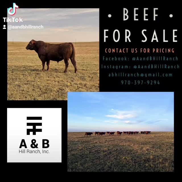 Haisley will never miss the chance to help move cows at @aandbhillranch