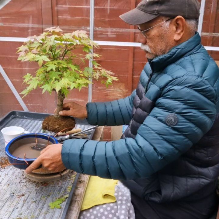 Working on a cool collection.
#bonsai #bonsaitree #bonsatrees #maplebonsai #japanesemaplebonsai #seigenbonsai #bonsailondon #bonsaiclass #bonsaiworkshops #makebonsai #ma-kebonsai #permabonsai #bonsaicourse #bonsaicare